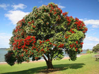 7 Graines Pohutukawa, Metrosideros excelsa, arbre de Noël de Nouvelle-Zélande