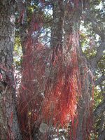 7 Graines Pohutukawa, Metrosideros excelsa, arbre de Noël de Nouvelle-Zélande