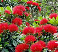 5 Graines Pohutukawa, Metrosideros excelsa, arbre de Noël de Nouvelle-Zélande