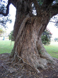 5 Graines Pohutukawa, Metrosideros excelsa, arbre de Noël de Nouvelle-Zélande