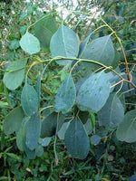 10 Graines Eucalyptus camphora, Gommier des Marais