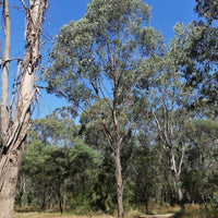 10 Graines Eucalyptus camphora, Gommier des Marais