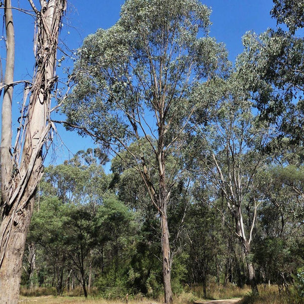 10 Graines Eucalyptus camphora, Gommier des Marais