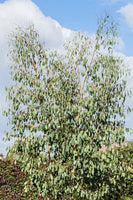 5 Graines Eucalyptus camphora, Gommier des Marais