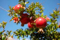 3 Graines Pomegranate, Punica Granatum, Grenadier, Grenadier Commun