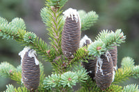 7 Graines Sapin baumier, Abies Balsamea