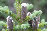 7 Graines Sapin baumier, Abies Balsamea