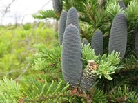 3 Graines Sapin baumier, Abies Balsamea