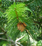 3 Graines Abies pindrow, Sapin Pindrow, Sapin de l' Himalaya occidental