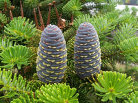 10 Graines Abies pindrow, Sapin Pindrow, Sapin de l' Himalaya occidental