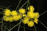 Graines Acacia adunca, Mimosa de Wallangarra