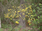 Graines Acacia uncinata