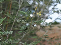 Graines Acacia deanei, Mimosa de Deane