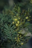 Graines Acacia deanei, Mimosa de Deane