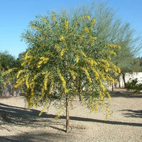 Graines Acacia cyanophylla, Mimosa à feuilles de Saule