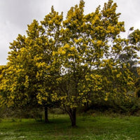 Graines Acacia cyanophylla, Mimosa à feuilles de Saule