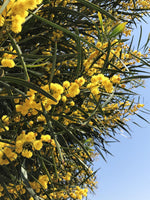 Graines Acacia cyanophylla, Mimosa à feuilles de Saule