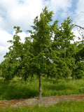 10 Graines de Carpinus cordata