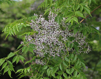 Graines de Melia Azedarach, Lilas des Indes