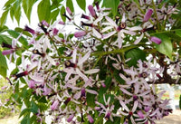 Graines de Melia Azedarach, Lilas des Indes