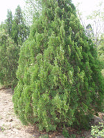 5 Graines de Thuya d'Orient, Thuja orientalis