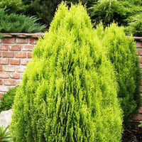 3 Graines de Thuya d'Orient, Thuja orientalis