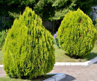 10 Graines de Thuya d'Orient, Thuja orientalis