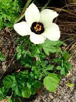 5 Graines de Ketmie d'Afrique, Fleur d'une heure, Hibiscus trionum