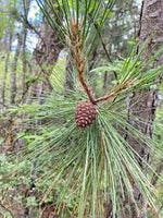 10 Graines de Pin de Yunnan, Pinus yunnanensis