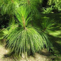 10 Graines de Pin de Yunnan, Pinus yunnanensis