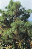 10 Graines de Pin de Yunnan, Pinus yunnanensis