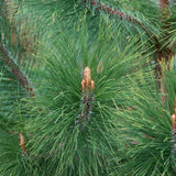 10 Graines de Pin de Yunnan, Pinus yunnanensis