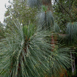 5 Graines de Pin de Yunnan, Pinus yunnanensis