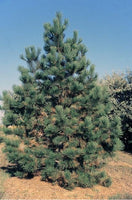 3 Graines Pin ponderosa, Pinus Ponderosa, Pin Jaune, Pin à Bois Lourd