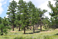 10 Graines Pin ponderosa, Pinus Ponderosa, Pin Jaune, Pin à Bois Lourd