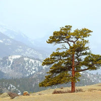 10 Graines Pin ponderosa, Pinus Ponderosa, Pin Jaune, Pin à Bois Lourd