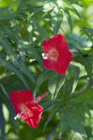 3 Graines Ipomoea × multifida, ipomea sloteri, cardinal climber