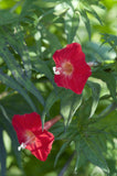 3 Graines Ipomoea × multifida, ipomea sloteri, cardinal climber