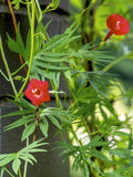 50 Graines Ipomoea × multifida, ipomea sloteri, cardinal climber