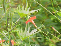 50 Graines Ipomoea × multifida, ipomea sloteri, cardinal climber