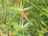 10 Graines Ipomoea × multifida, ipomea sloteri, cardinal climber