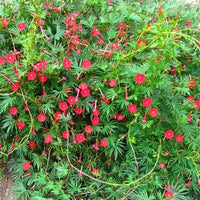 10 Graines Ipomoea × multifida, ipomea sloteri, cardinal climber