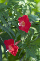 5 Graines Ipomoea × multifida, ipomea sloteri, cardinal climber