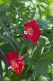 5 Graines Ipomoea × multifida, ipomea sloteri, cardinal climber