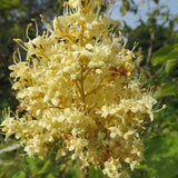 7 Graines de Lilas de Pékin, Syringa pekinensis