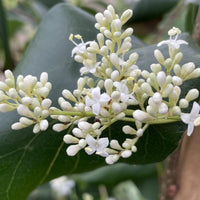 5 Graines de Lilas de Pékin, Syringa pekinensis