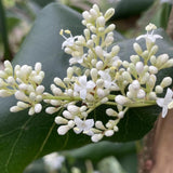 5 Graines de Lilas de Pékin, Syringa pekinensis