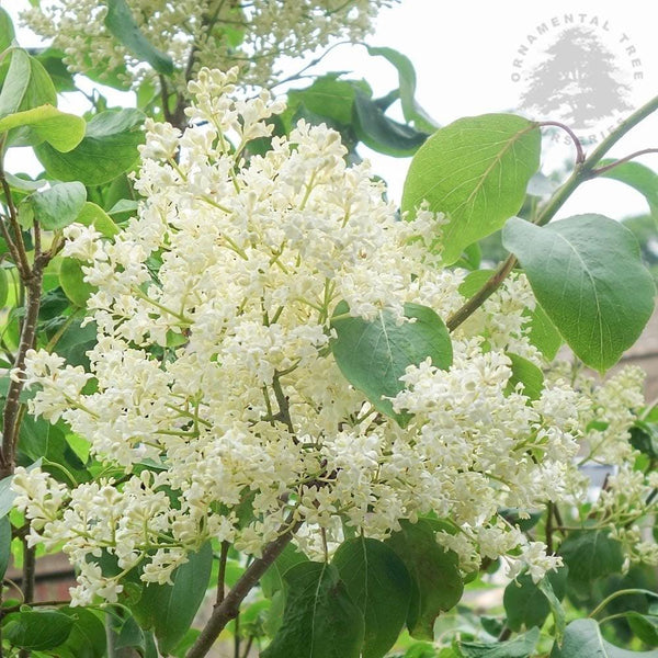 5 Graines de Lilas de Pékin, Syringa pekinensis