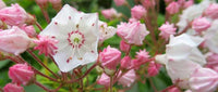 25 Graines Kalmia latifolia, Laurier des montagnes, Laurier d'Amérique, Kalmie