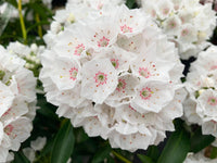 25 Graines Kalmia latifolia, Laurier des montagnes, Laurier d'Amérique, Kalmie